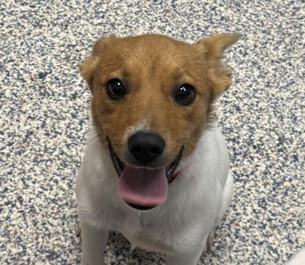 Nine, Adoptable, Puppy Male Jack Russell Terrier.