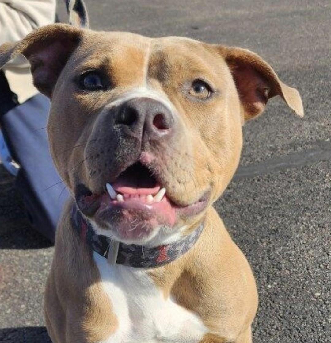 Ms. Sasha, a Adoptable mixed breed image 1/5