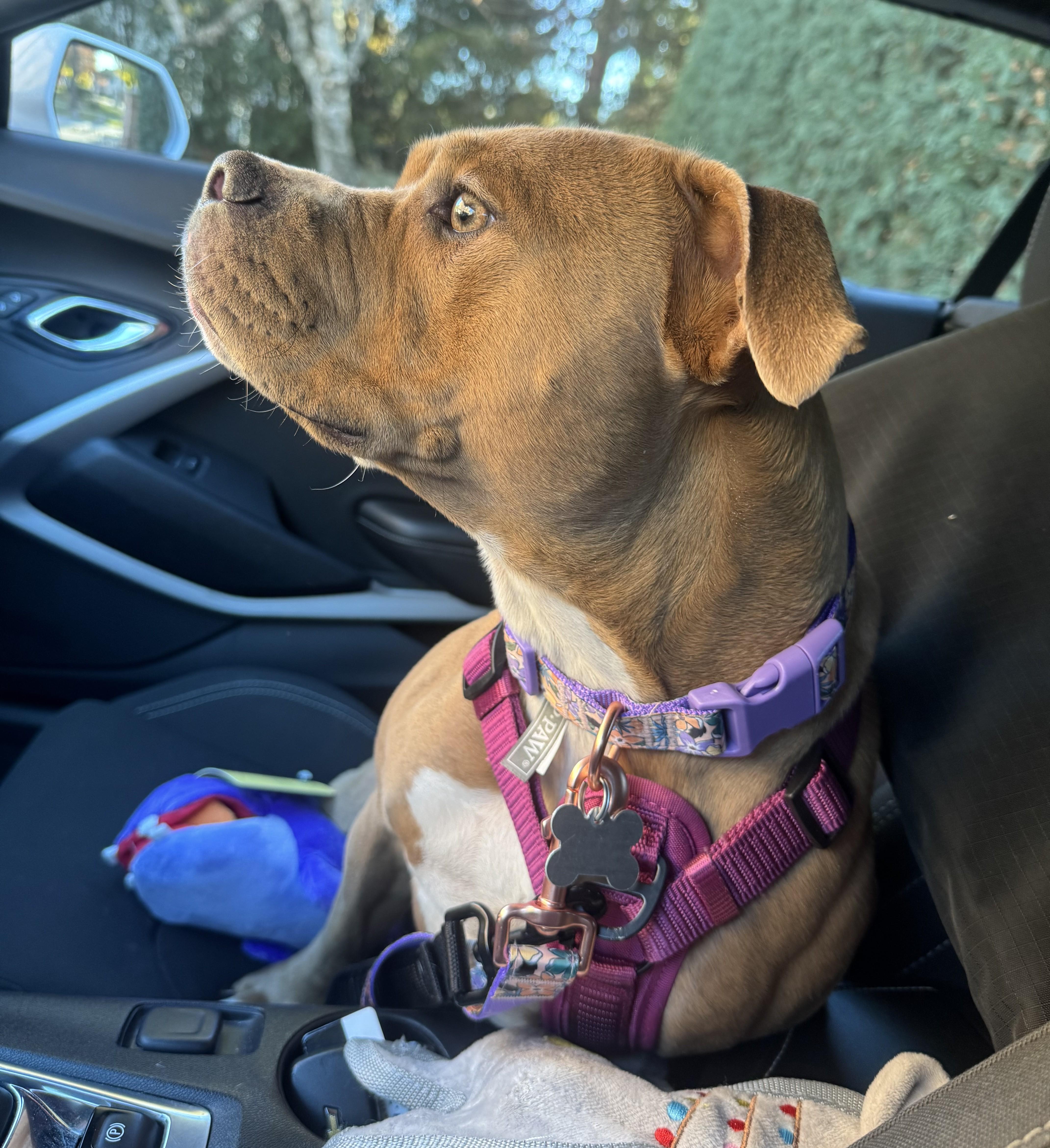 Ms. Sasha, a Adoptable mixed breed image 4/5