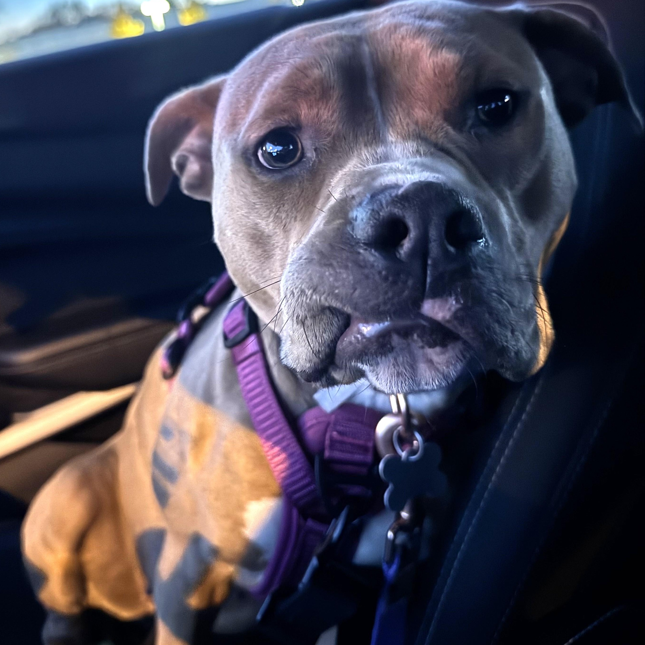 Ms. Sasha, a Adoptable mixed breed image 5/5