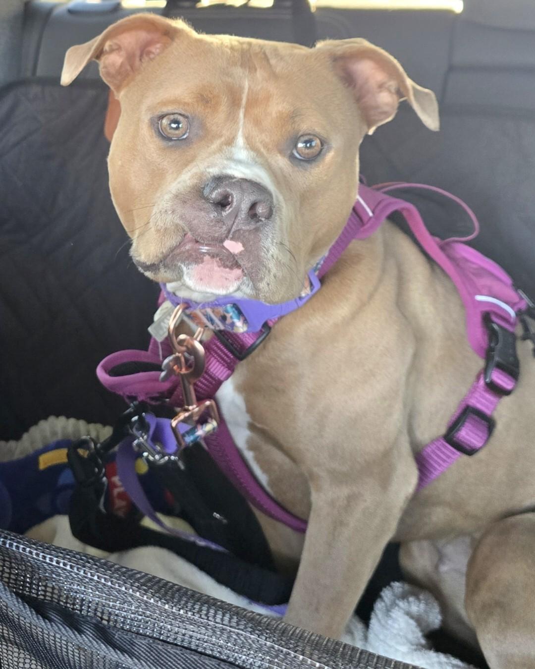 Ms. Sasha, a Adoptable mixed breed image 2/5