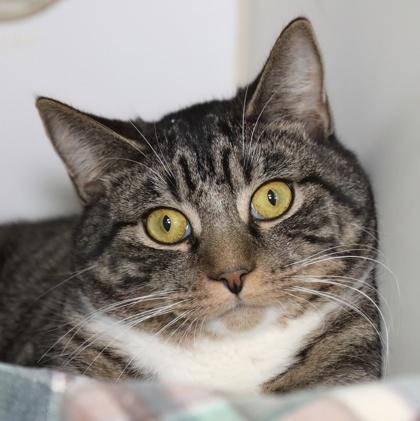 Rocky — thumbnail 2