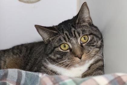 Rocky — thumbnail 3