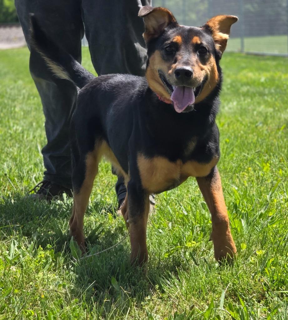 Enlarge Stella, a Adoptable Shepherd in Huntington, IN image 1/1