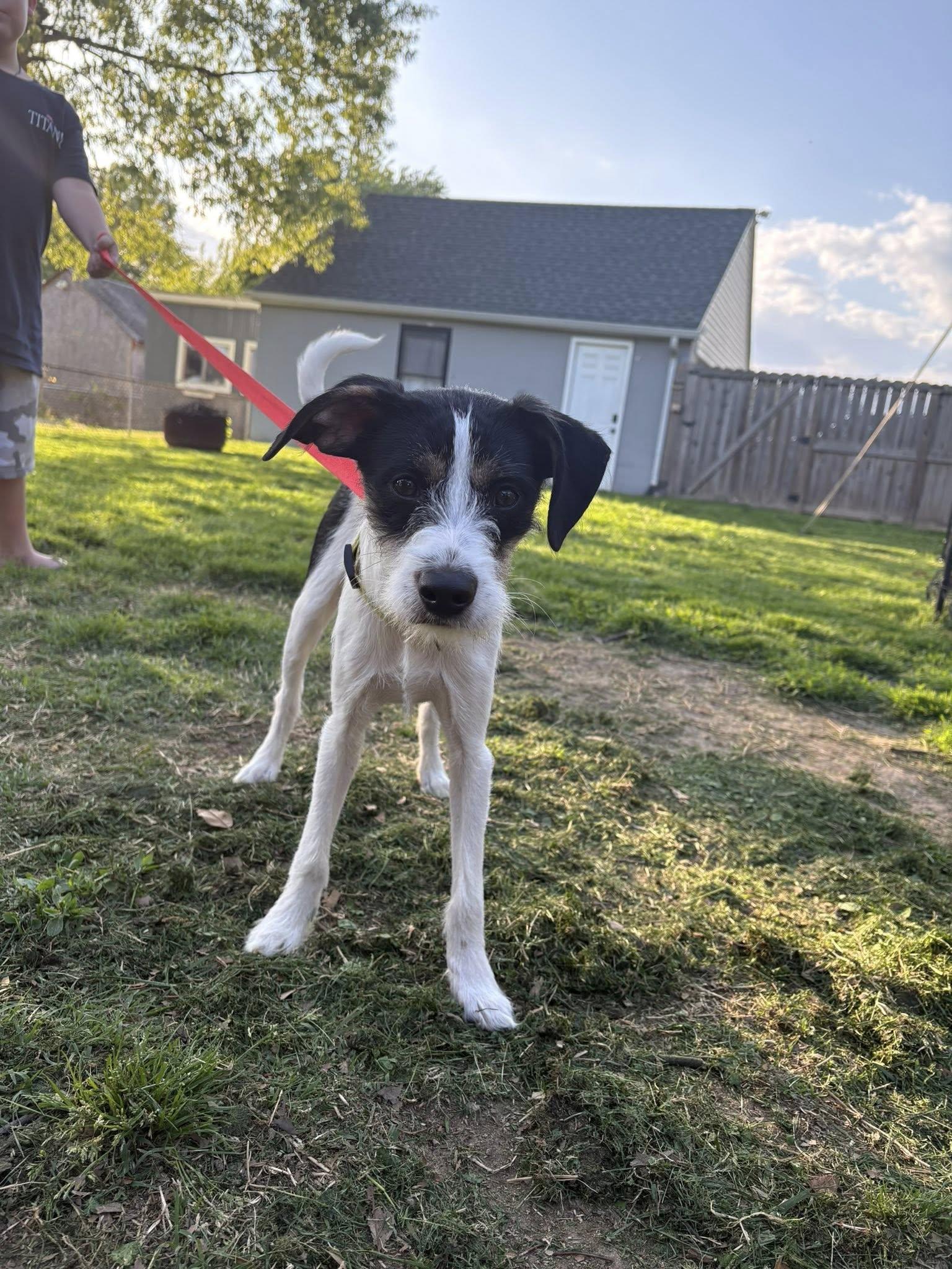 Rocket, adopted, Young Male Jack Russell Terrier.