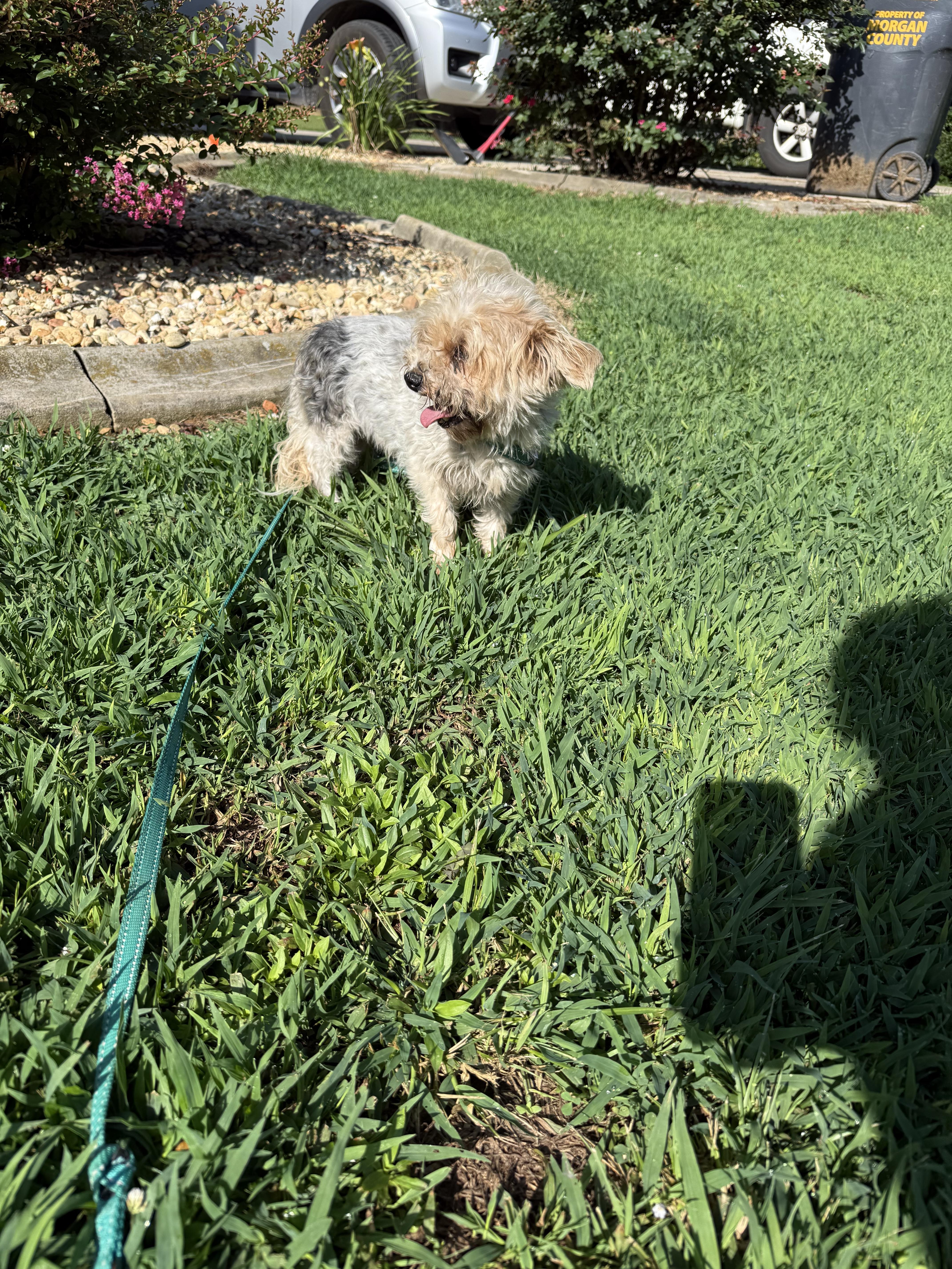 Enlarge Ginger, an adopted Yorkshire Terrier in Hartselle, AL image 2/2