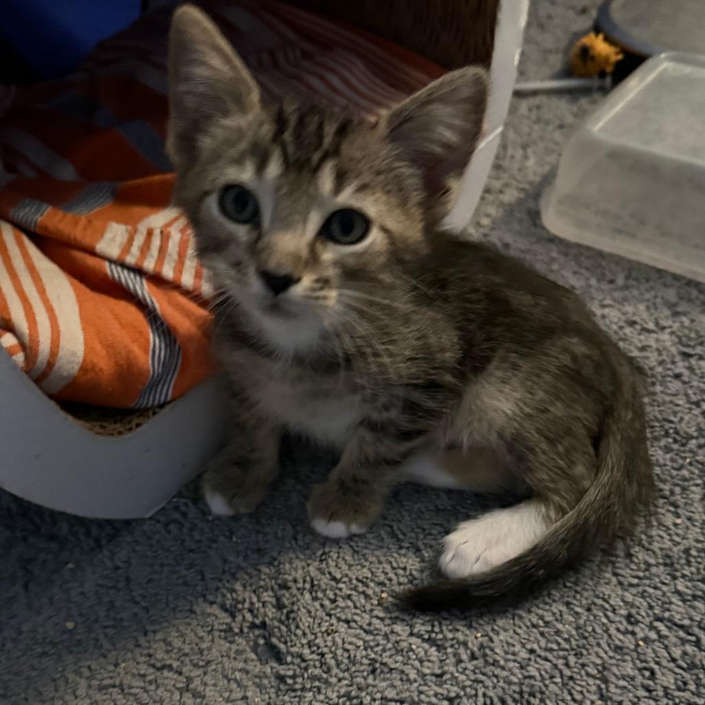 Enlarge Joe, a Adoptable Domestic Short Hair in San Diego, CA image 2/2