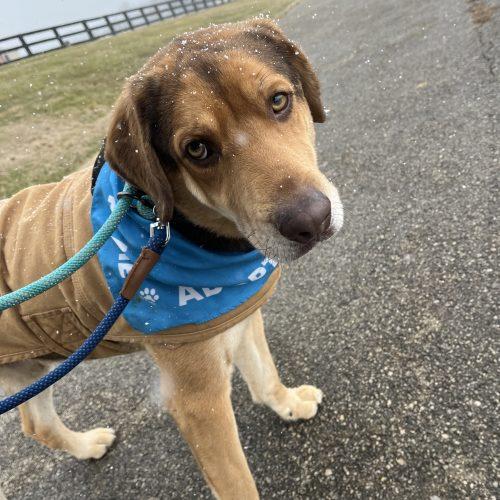 Enlarge Charlie 5587D, a Adoptable mixed breed in Frankfort, KY image 1/5