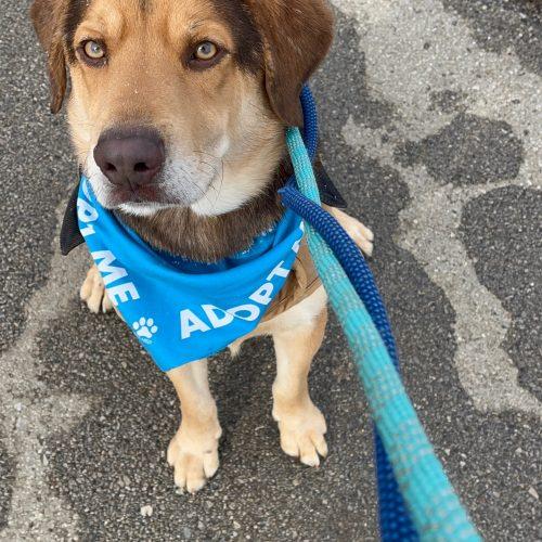 Enlarge Charlie 5587D, a Adoptable mixed breed in Frankfort, KY image 2/5