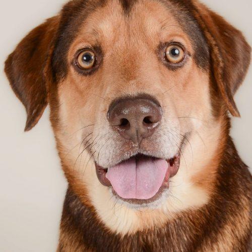 Enlarge Charlie 5587D, a Adoptable mixed breed in Frankfort, KY image 3/5