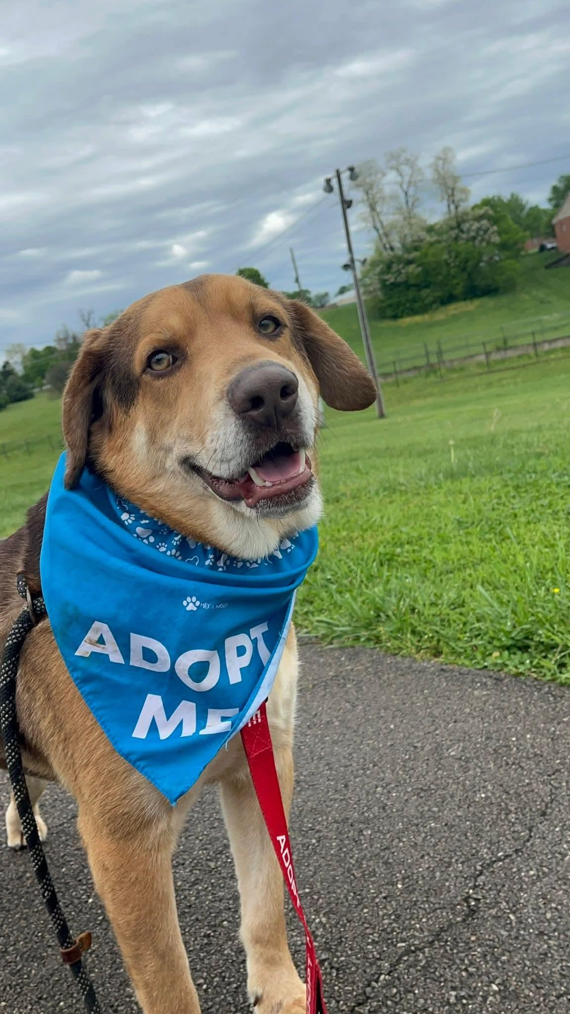 Enlarge Charlie 5587D, a Adoptable mixed breed in Frankfort, KY image 4/6