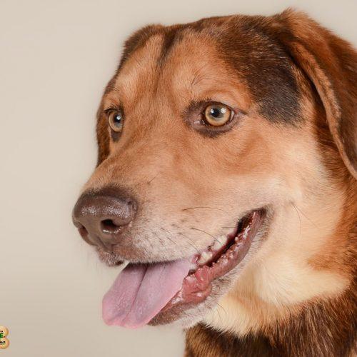 Enlarge Charlie 5587D, a Adoptable mixed breed in Frankfort, KY image 4/5