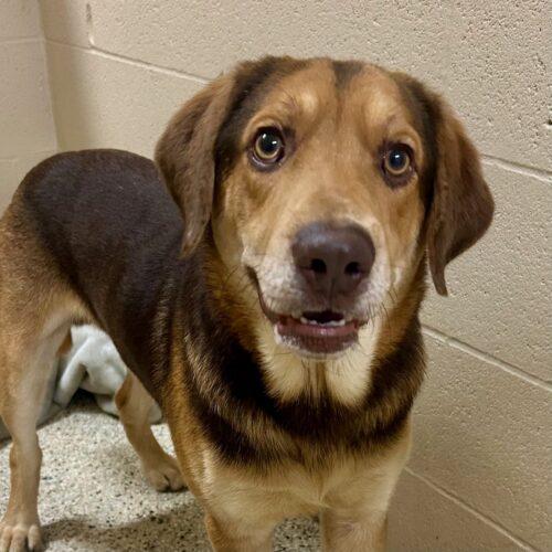 Enlarge Charlie 5587D, a Adoptable mixed breed in Frankfort, KY image 5/5