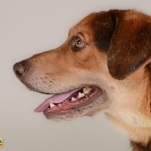 Charlie 5587D, a Adoptable mixed breed in Frankfort, KY image 6/6