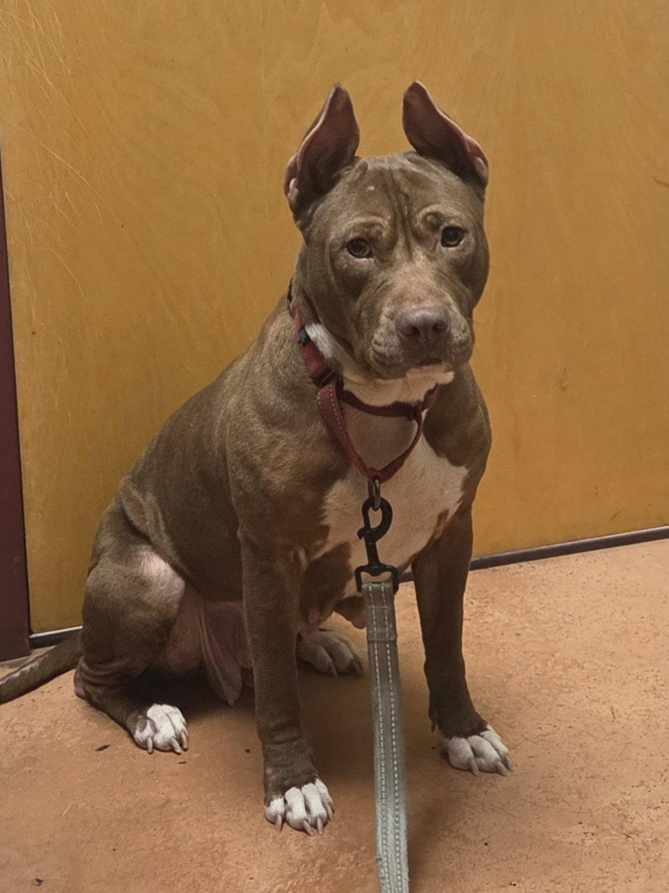 Enlarge Paige, a Adoptable Pit Bull Terrier in Spotsylvania, VA image 1/3