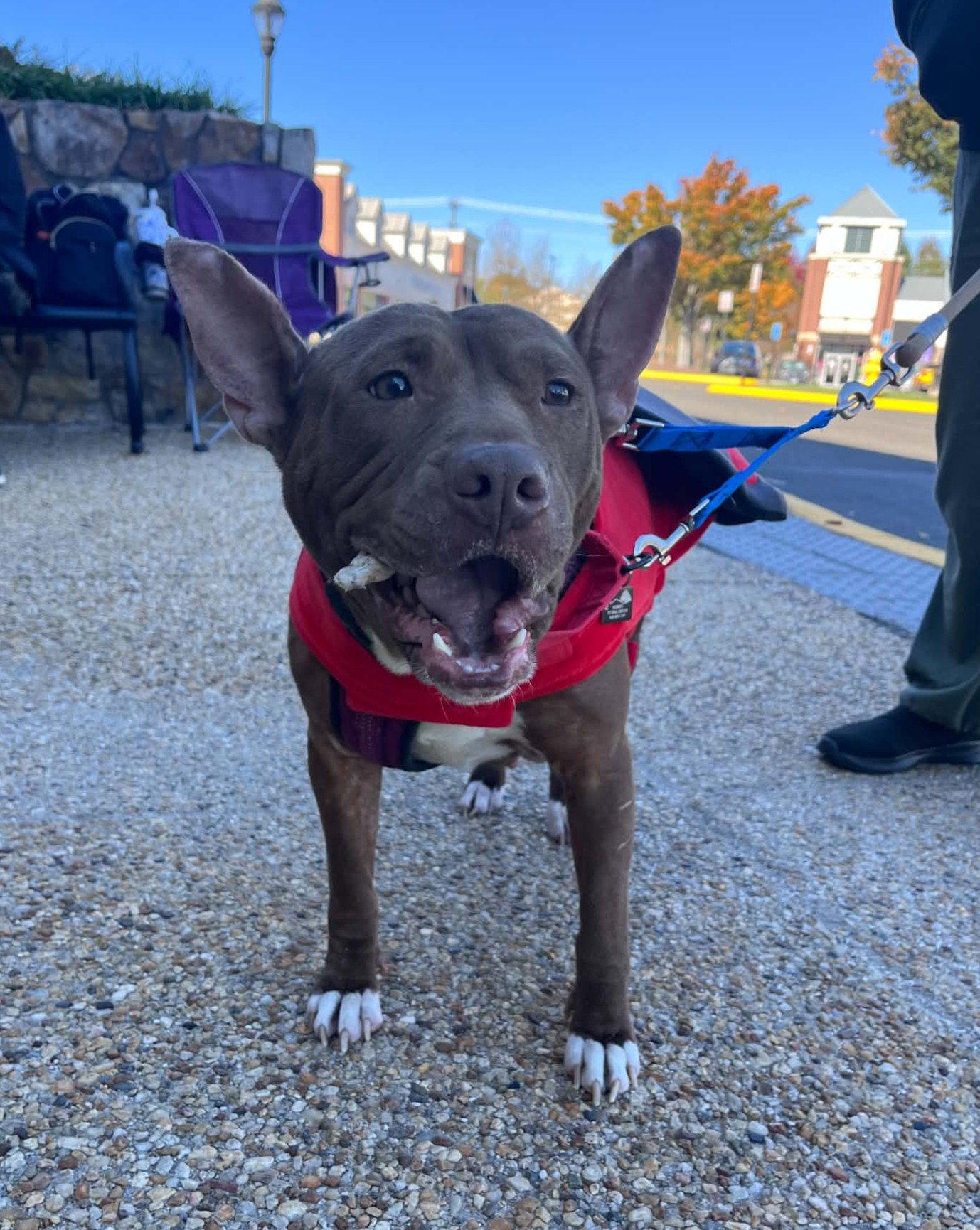 Enlarge Paige, a Adoptable Pit Bull Terrier in Spotsylvania, VA image 2/3
