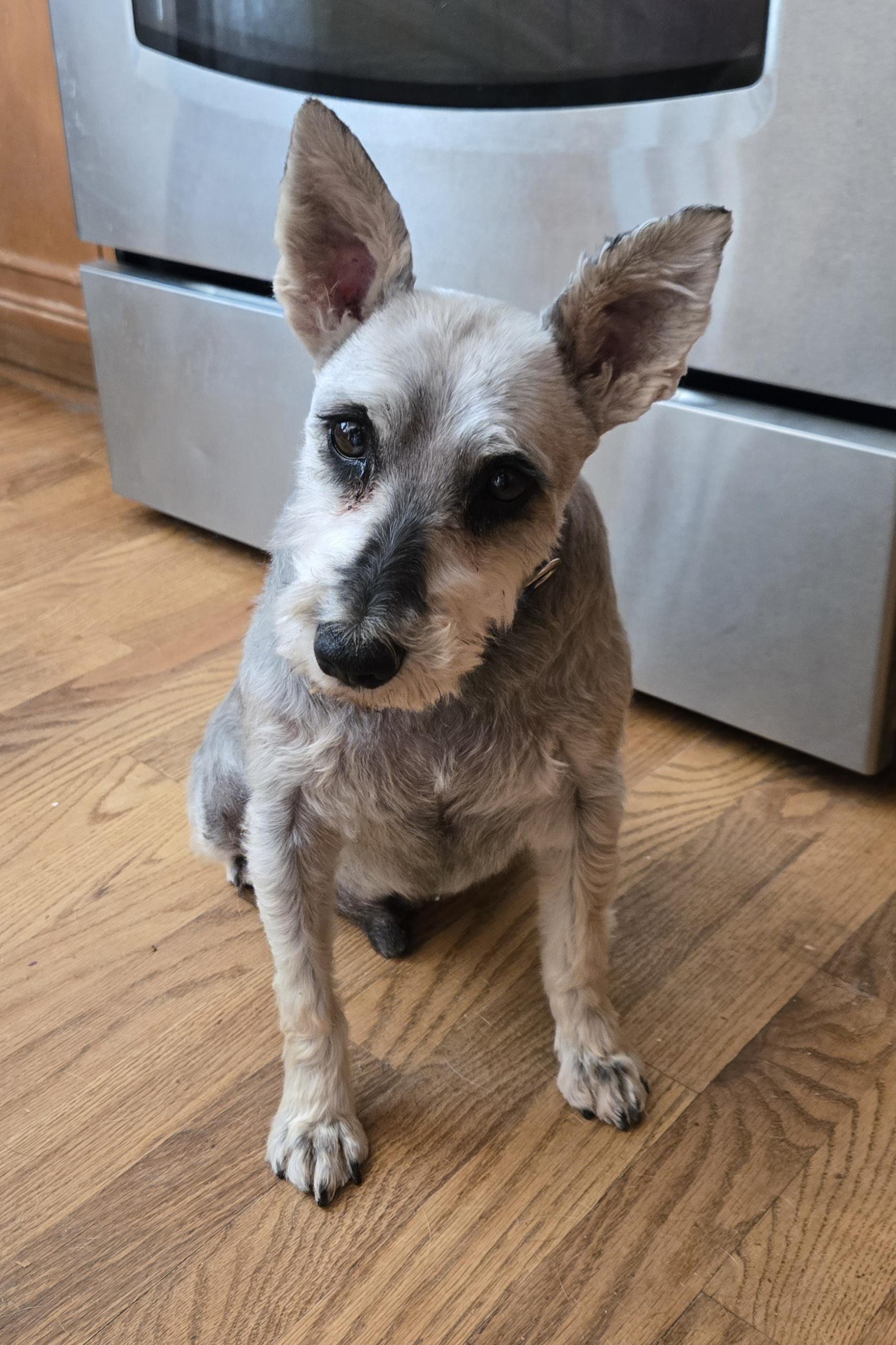 Tatum, adopted, Senior Male Schnauzer.
