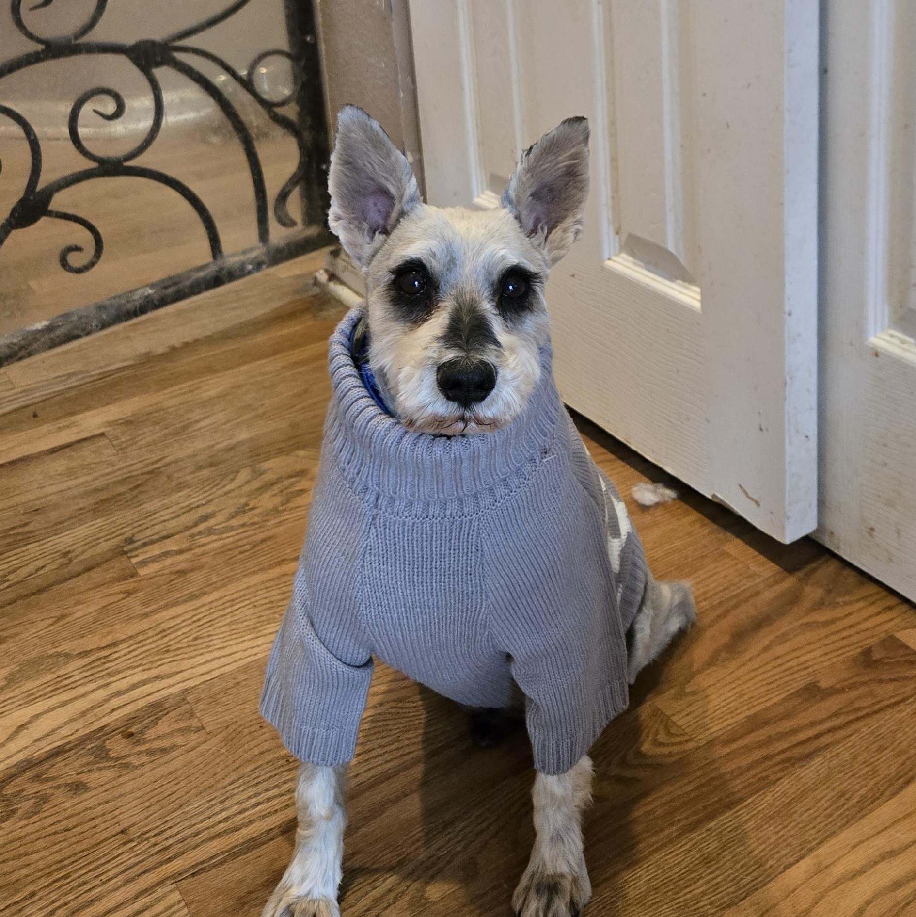 Enlarge Tatum, an adopted Schnauzer in Thornton, CO image 2/2