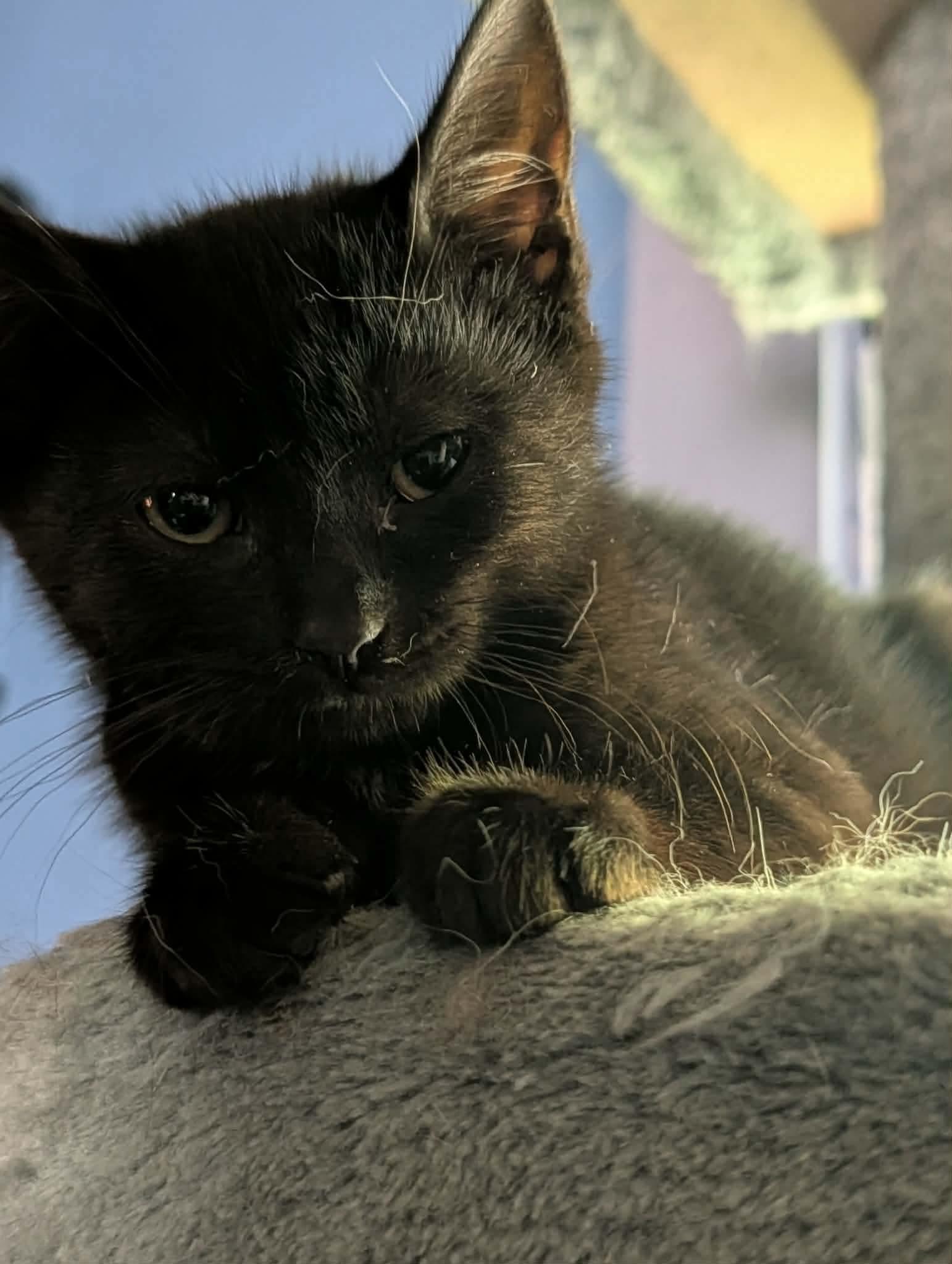 Enlarge Elmyra, a ADOPTABLE Domestic Short Hair in Rochester , NY image 4/6