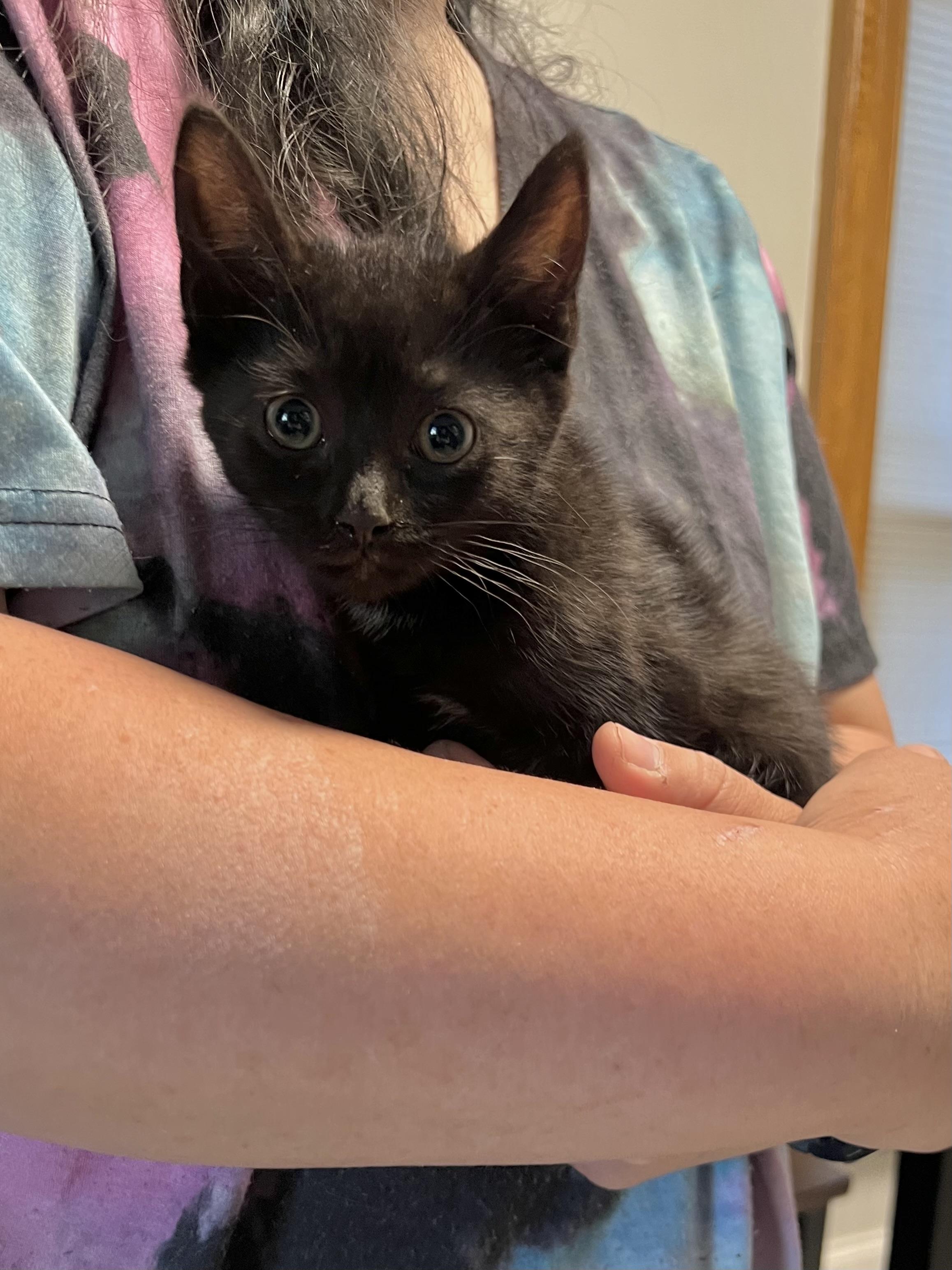 Enlarge Elmyra, a ADOPTABLE Domestic Short Hair in Rochester , NY image 2/6