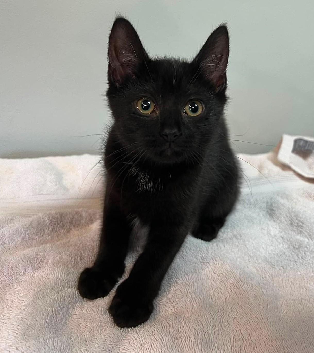 Enlarge Elmyra, a ADOPTABLE Domestic Short Hair in Rochester , NY image 6/6