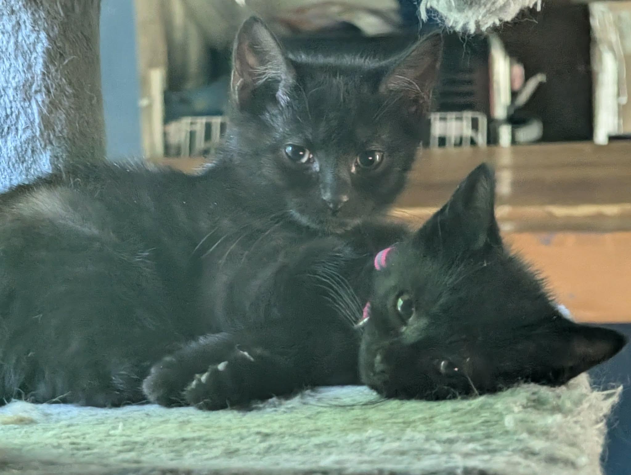 Enlarge Elmyra, a ADOPTABLE Domestic Short Hair in Rochester , NY image 3/6