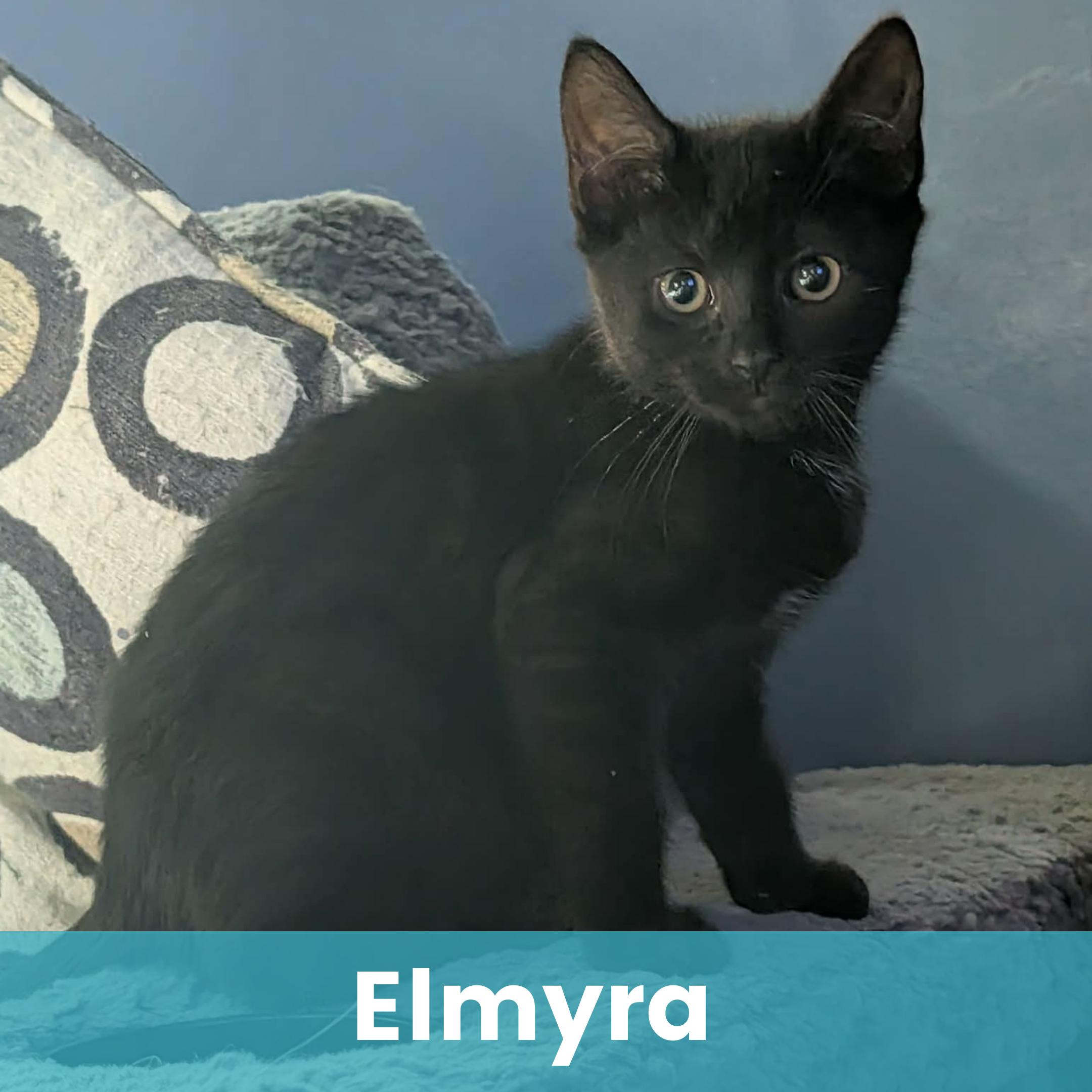 Elmyra, ADOPTABLE, Kitten Female Domestic Short Hair.