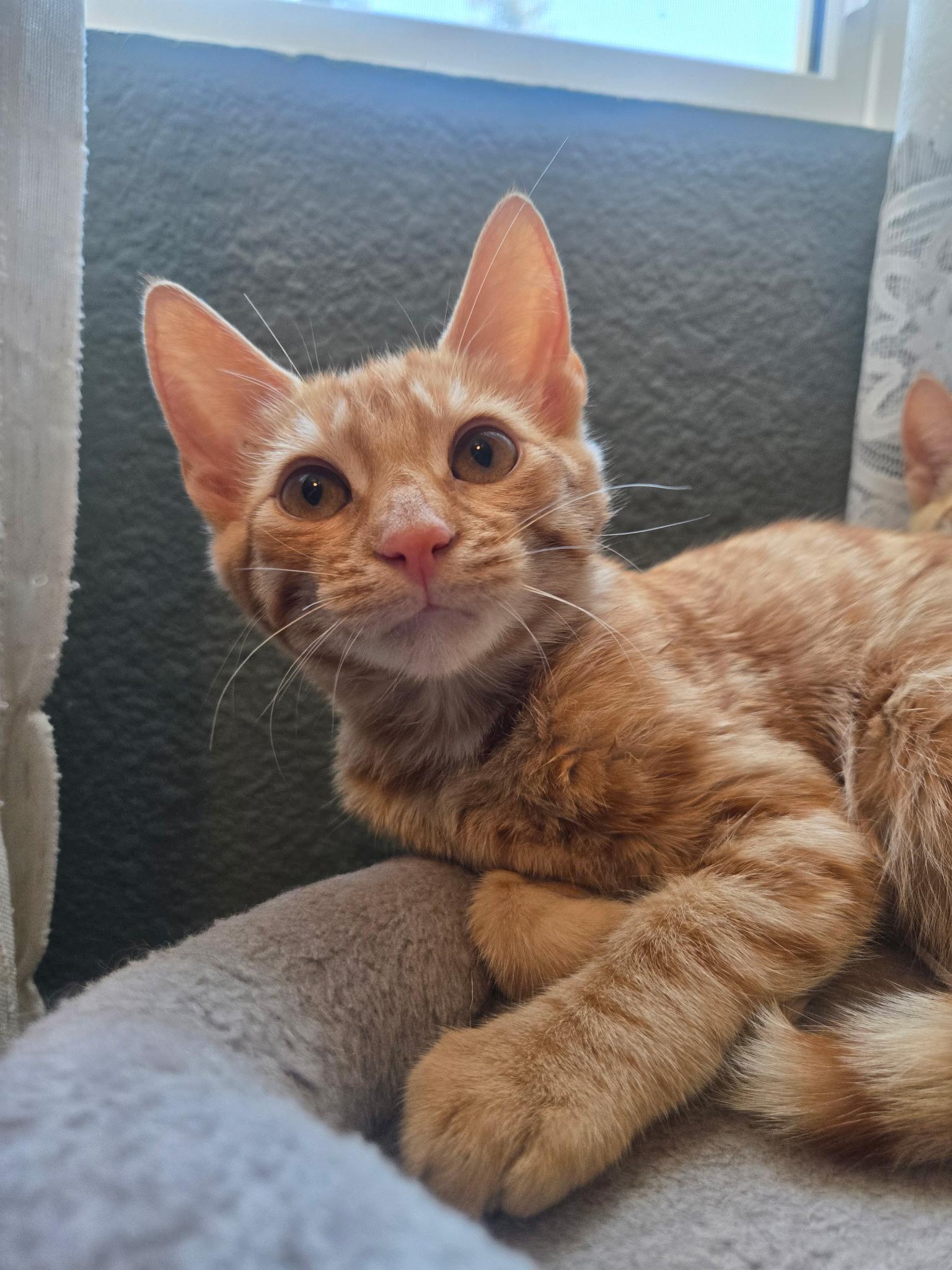 Enlarge George, a ADOPTABLE Domestic Short Hair in Penryn, CA image 1/1