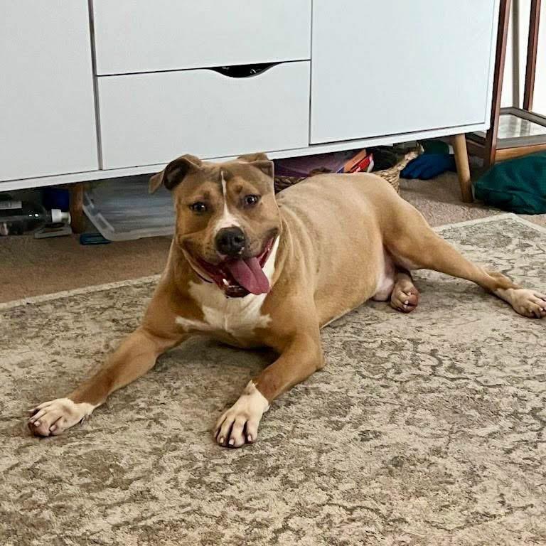 Enlarge Nardo , a ADOPTABLE Mixed Breed in Valparaiso, IN image 4/4