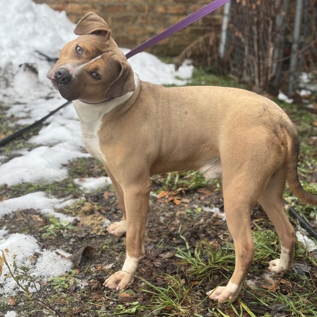 Enlarge Nardo , a ADOPTABLE Mixed Breed in Valparaiso, IN image 3/4