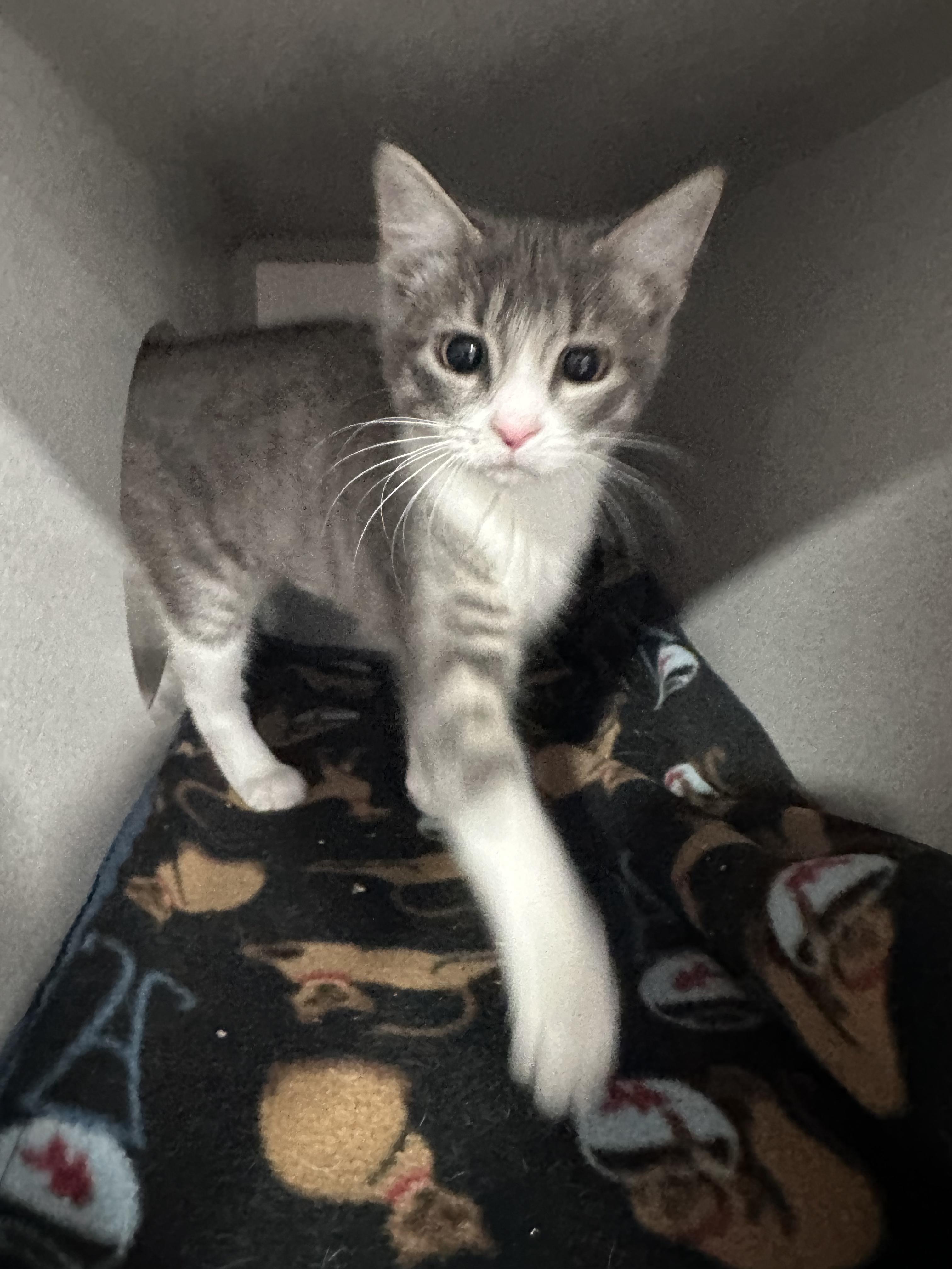 Cher, Adoptable, Young Female Domestic Short Hair.