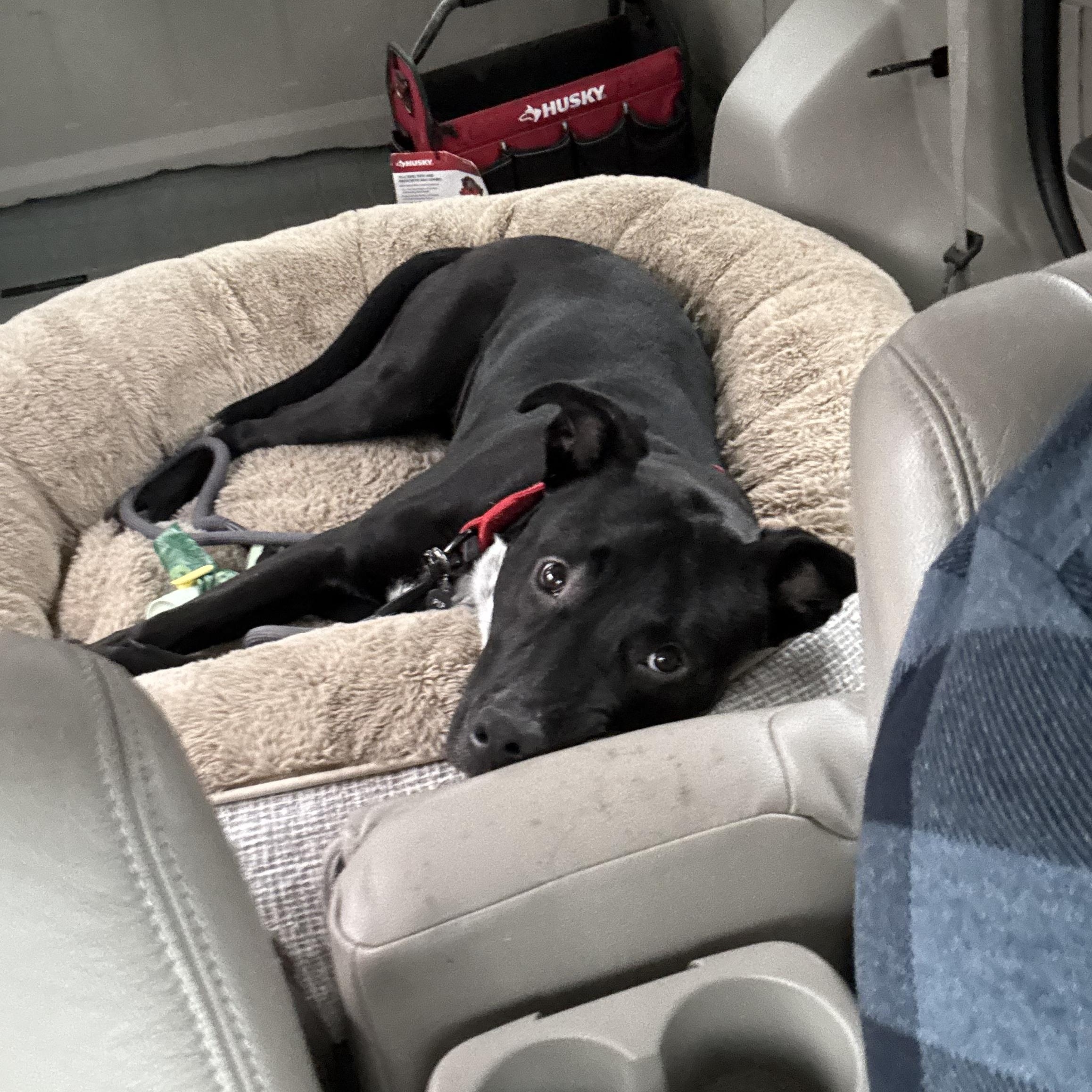 Bean , an adoptable mixed breed in Wenatchee, WA image 3/6