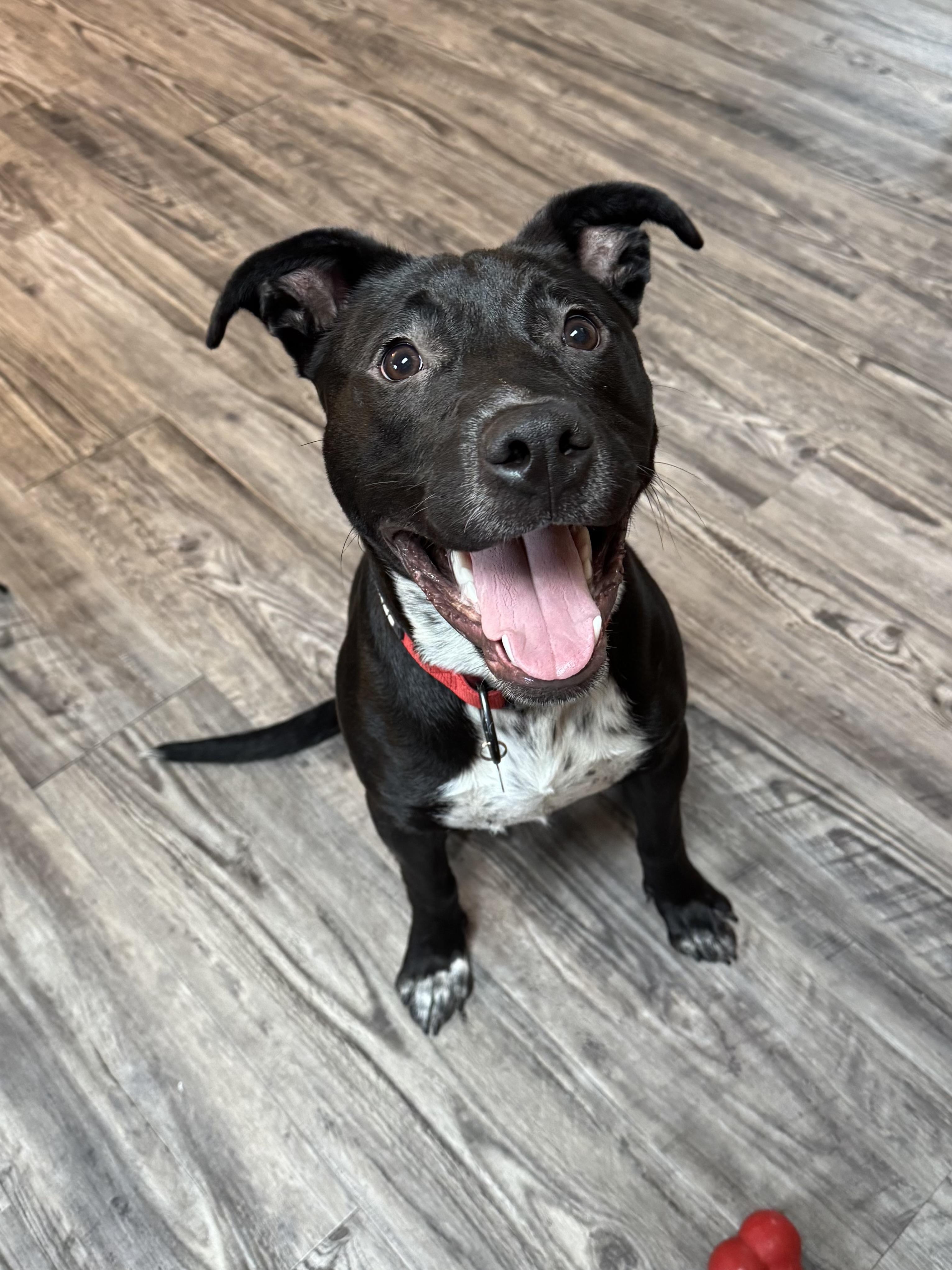 Bean , adoptable, Puppy Male American Staffordshire Terrier & Australian Cattle Dog / Blue Heeler.