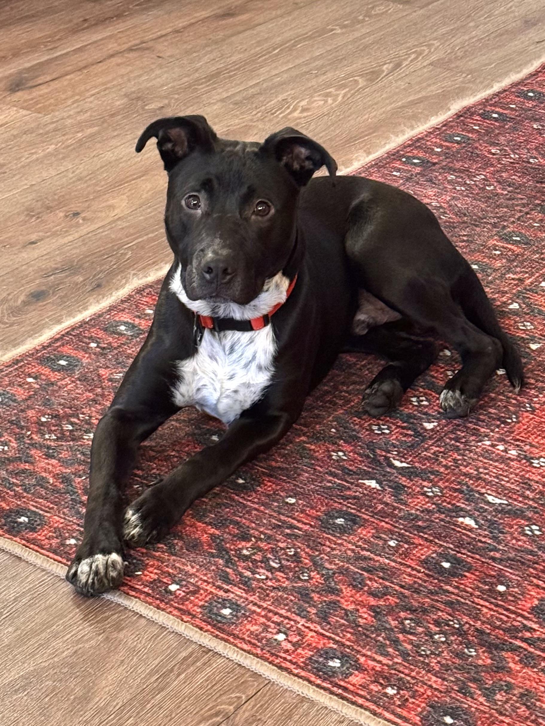 Bean , an adoptable mixed breed in Wenatchee, WA image 6/6