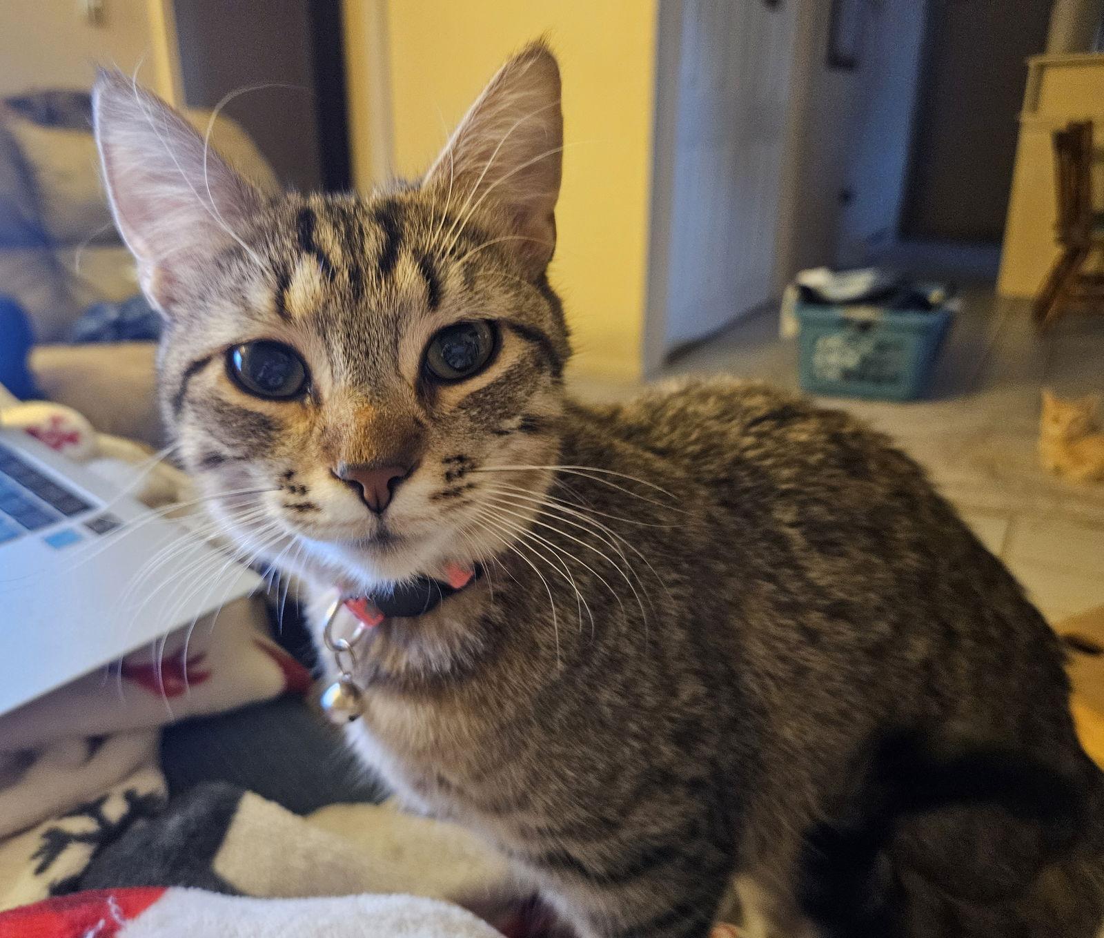 Garcia, Adoptable, Young Female Domestic Short Hair.