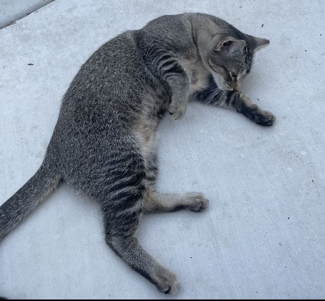 Raquel, Adoptable, Young Female Domestic Short Hair & Tabby.