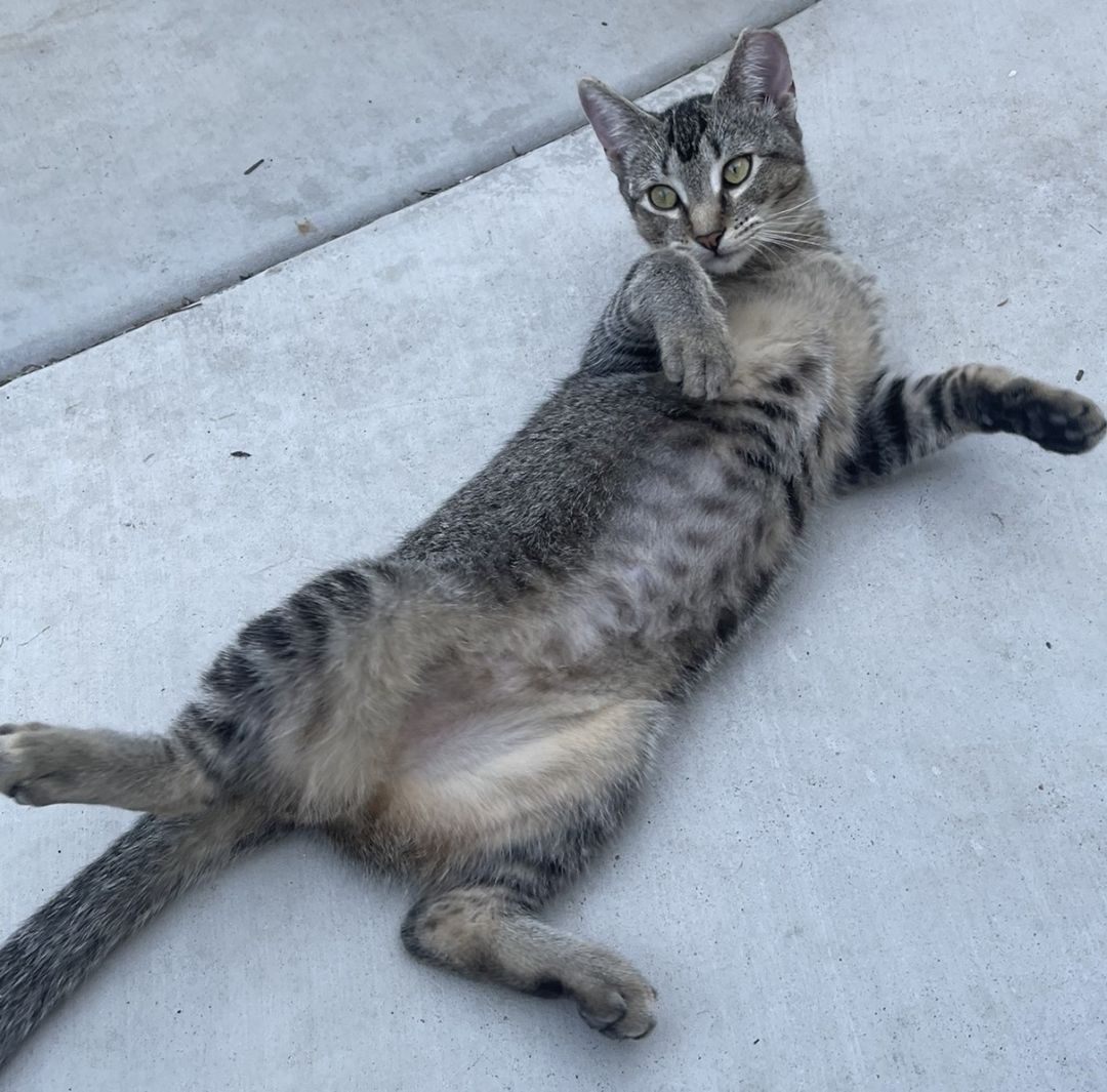 Raquel, a Adoptable mixed breed in Pasadena, CA image 2/6