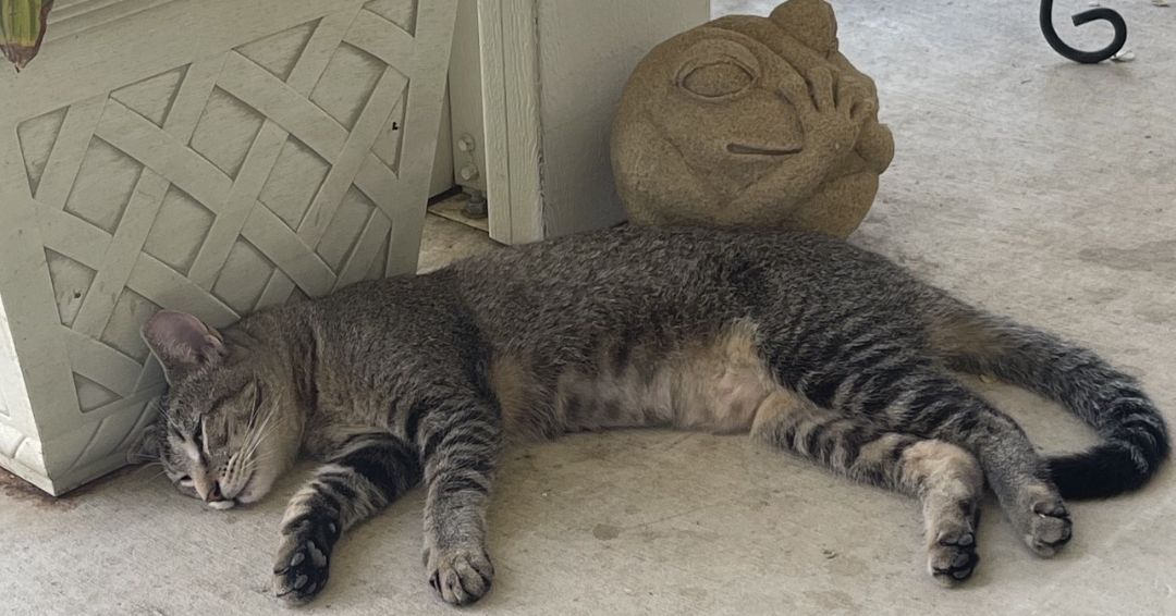 Raquel, a Adoptable mixed breed in Pasadena, CA image 3/6