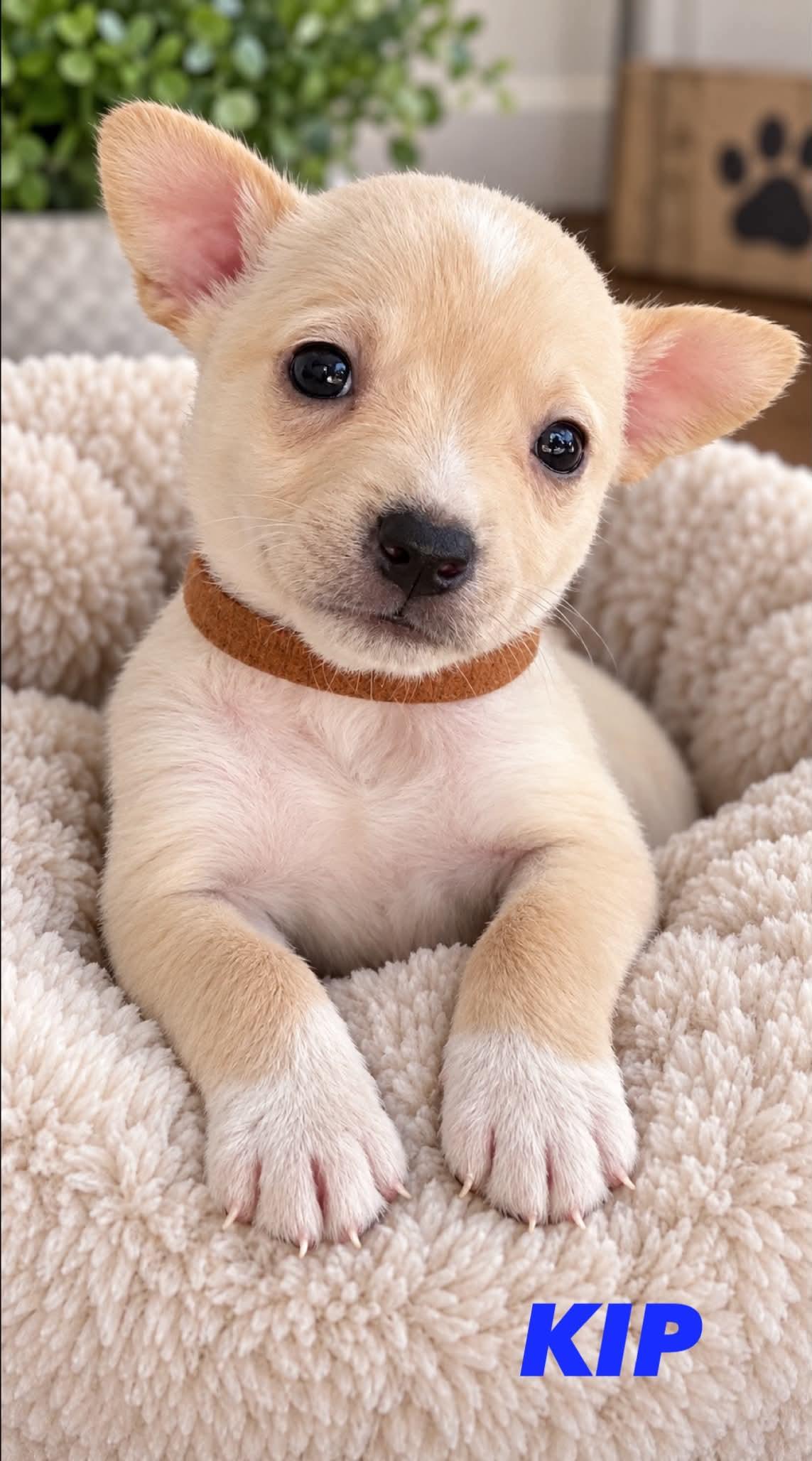 Kip (such a cutie patootie), Adoptable, Puppy Male Chihuahua & Jack Russell Terrier.