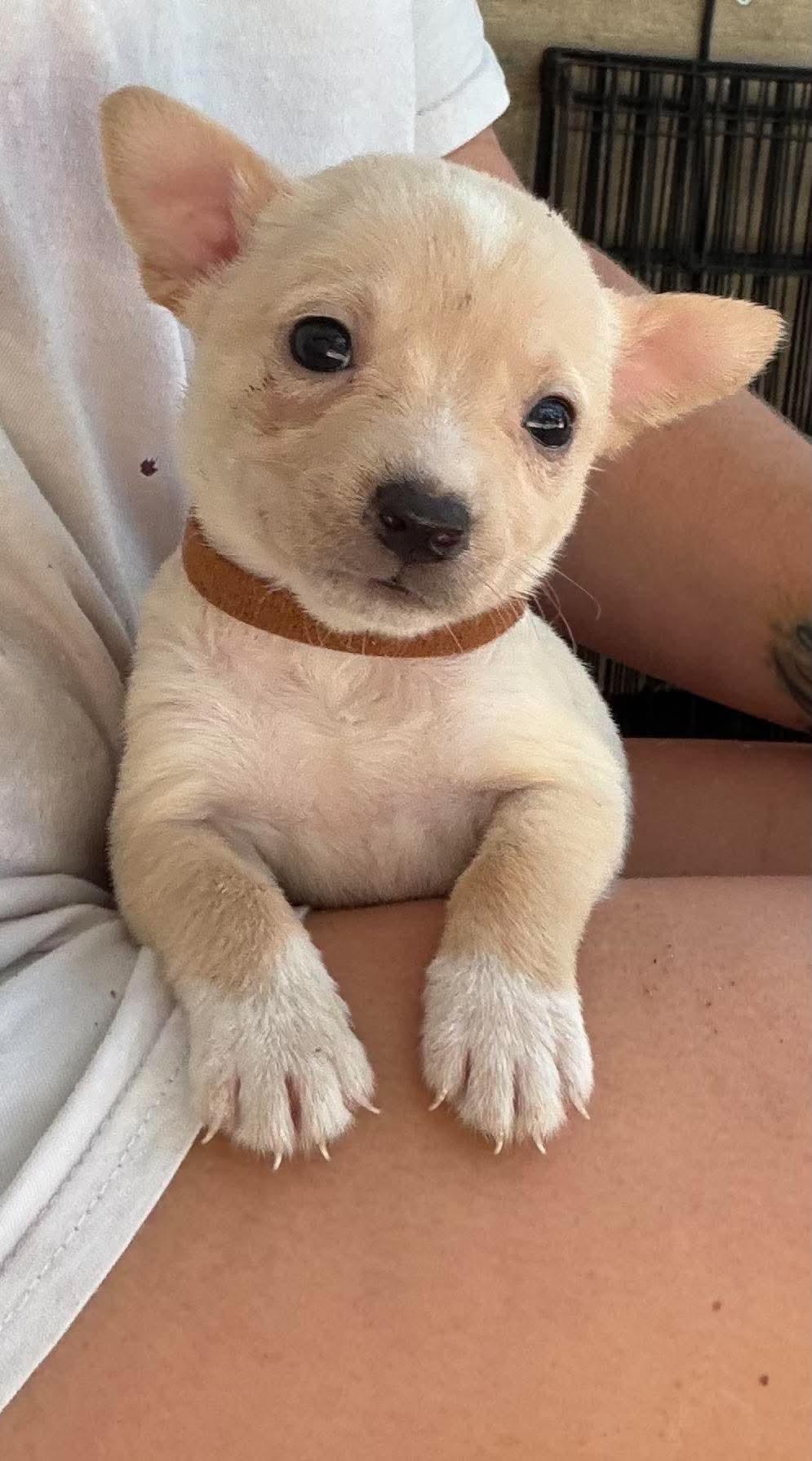 Enlarge Kip (such a cutie patootie), a Adoptable mixed breed in Farmington, CT image 4/6