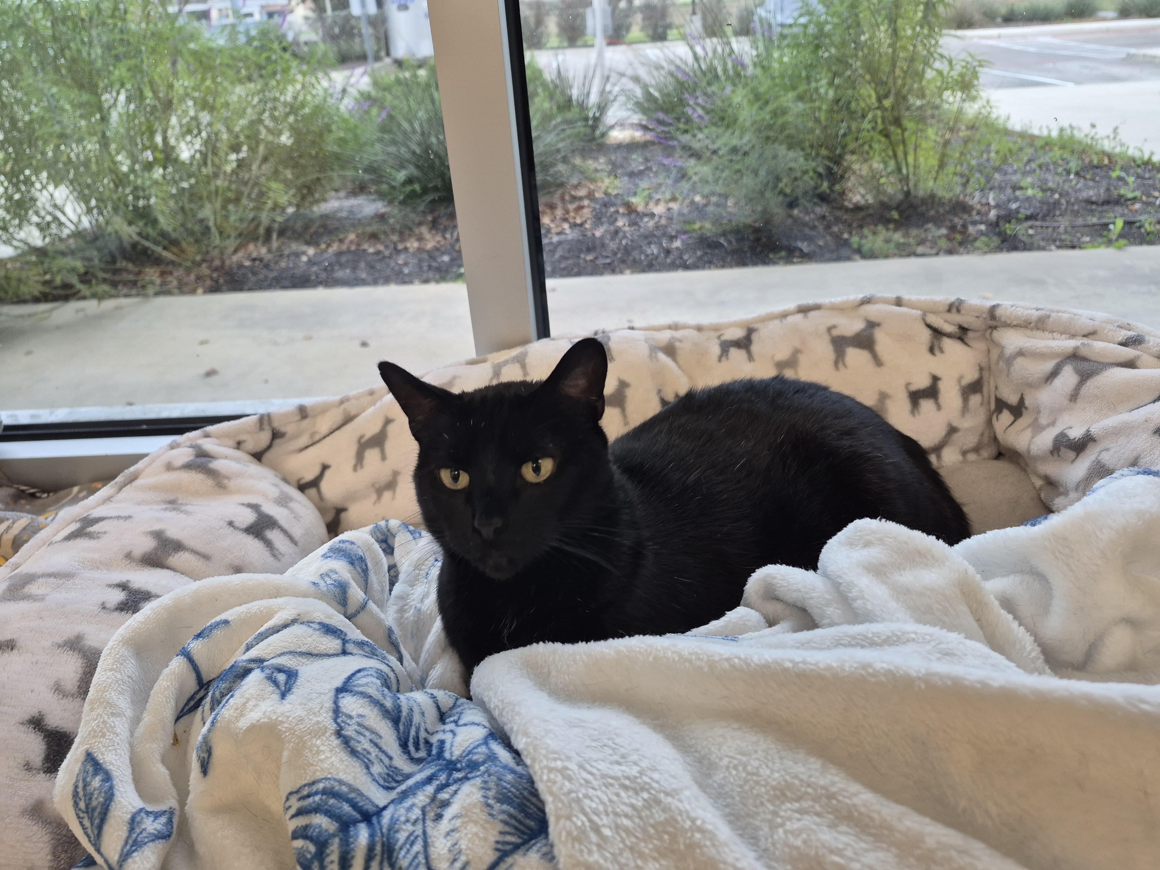 Enlarge Mileena, a Adoptable Domestic Short Hair in Schertz, TX image 2/3