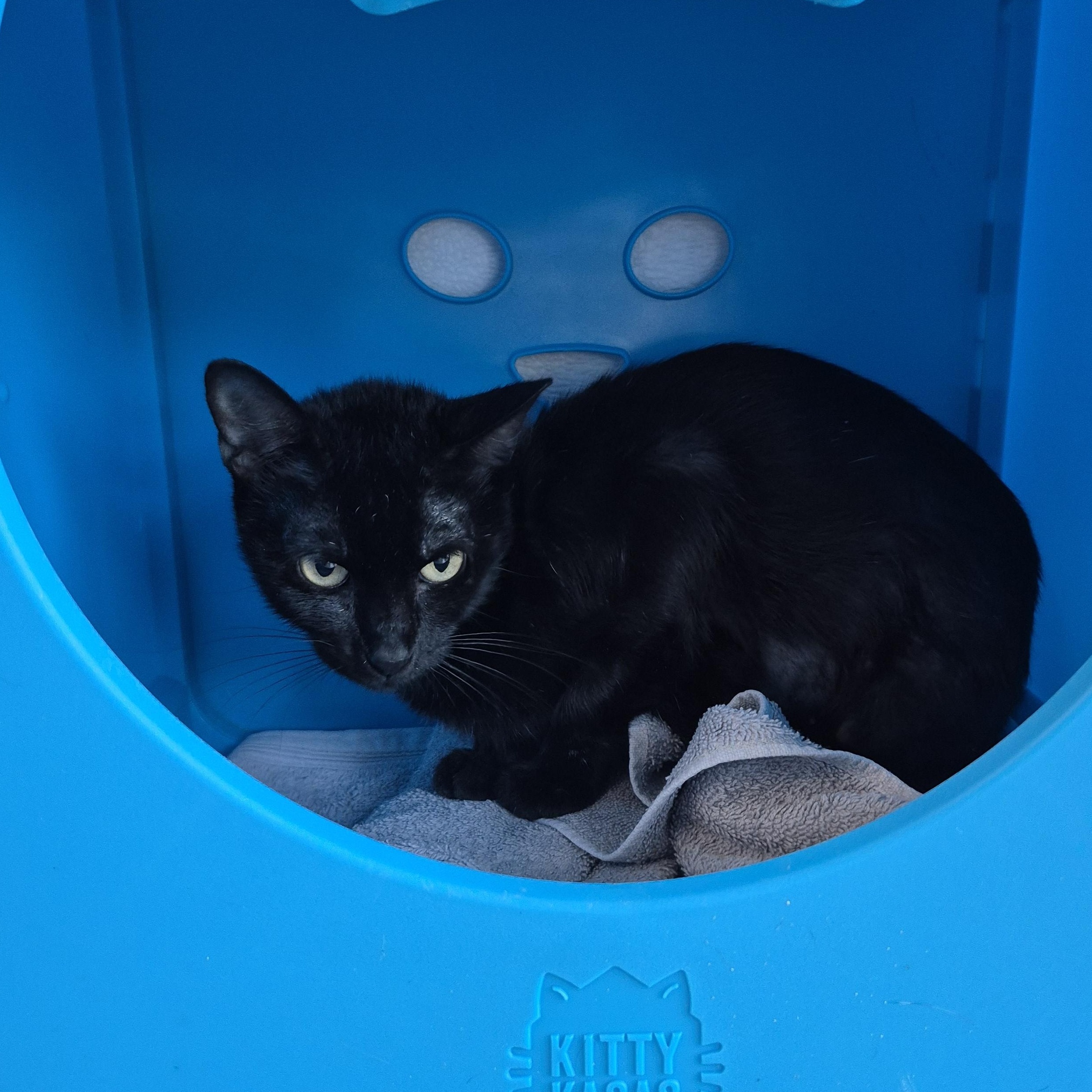 Mileena, Adoptable, Young Female Domestic Short Hair.