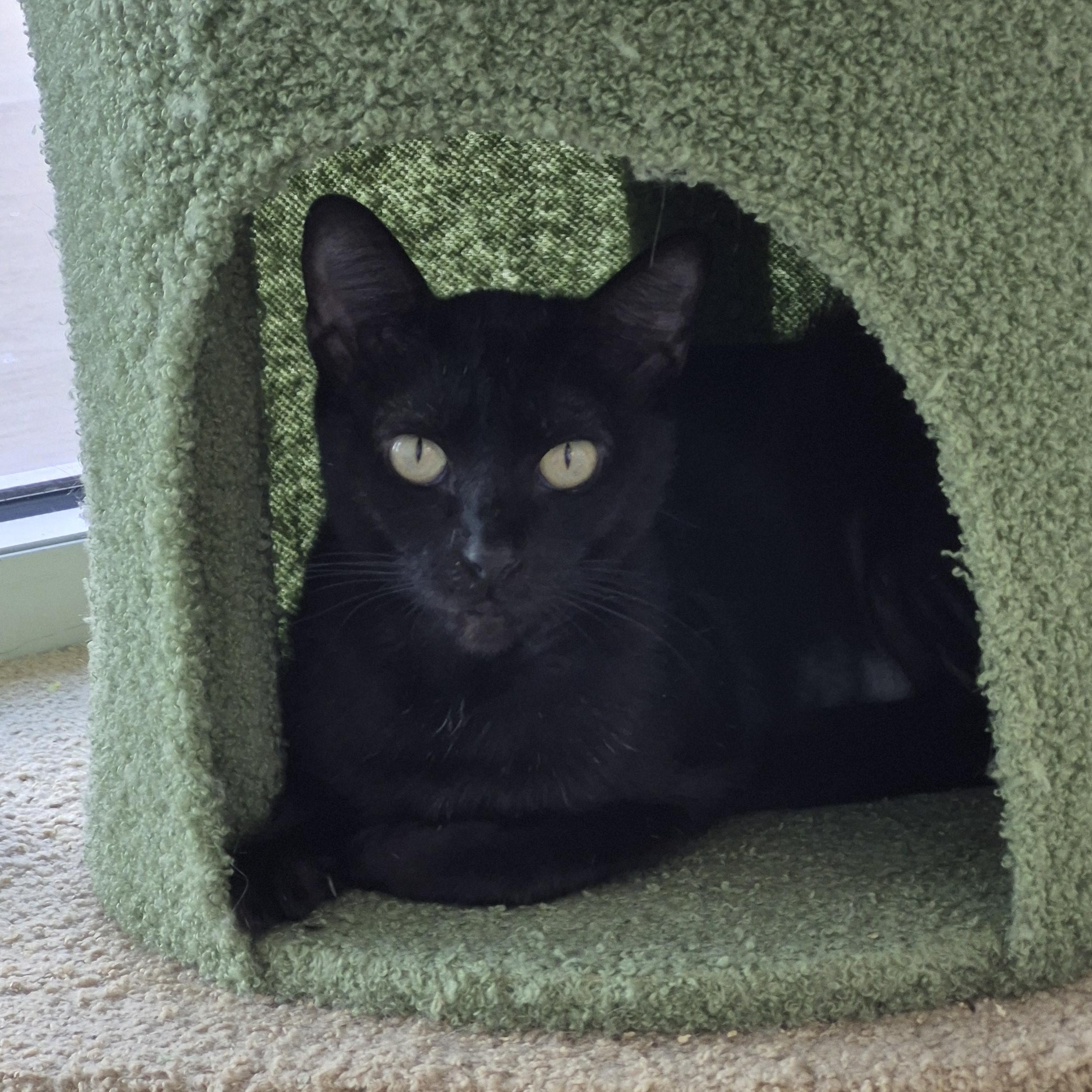 Mileena, Adoptable, Young Female Domestic Short Hair.