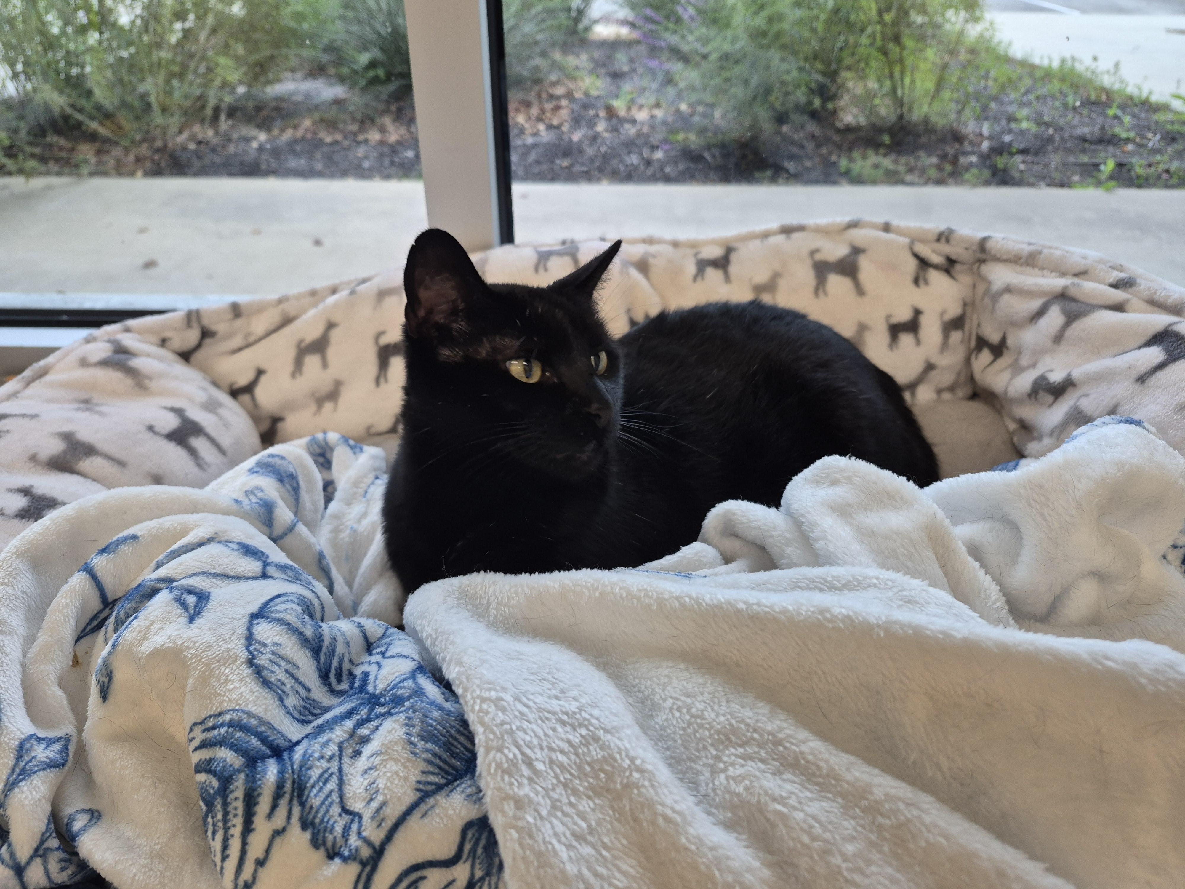 Enlarge Mileena, a Adoptable Domestic Short Hair in Schertz, TX image 3/3