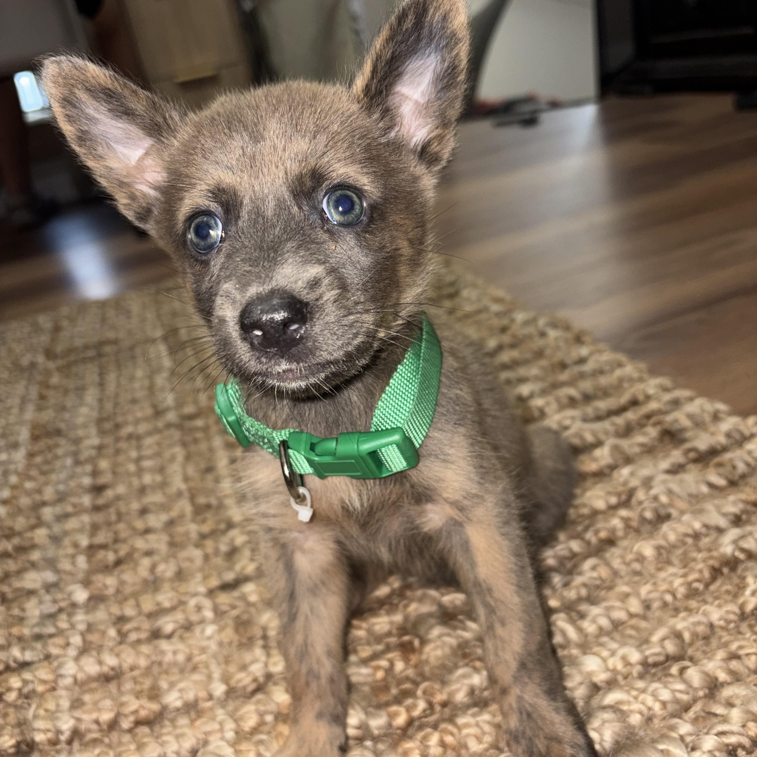 Enlarge Ellie, a Adoptable mixed breed in Short Hills, NJ image 3/4