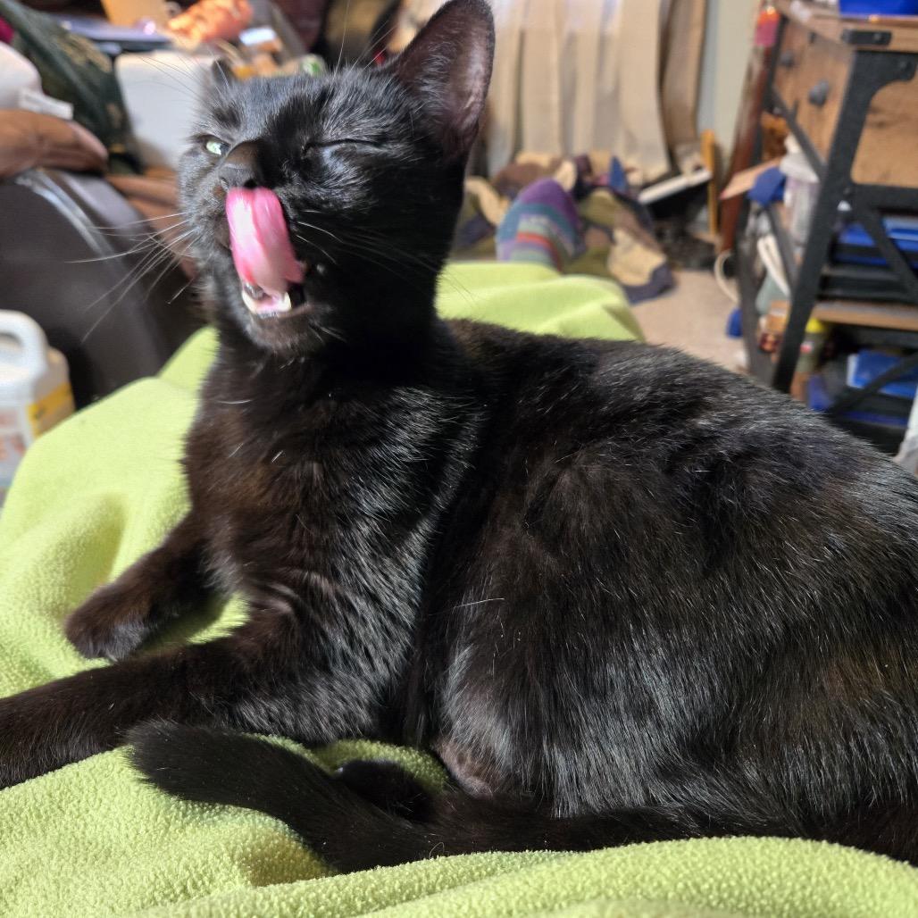 Enlarge Zola (fka Lola), a Adoptable Domestic Short Hair in Washington, DC image 2/6