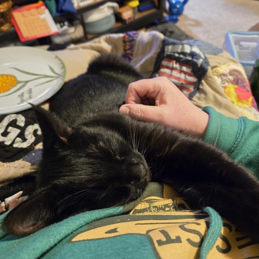 Enlarge Zola (fka Lola), a Adoptable Domestic Short Hair in Washington, DC image 3/6