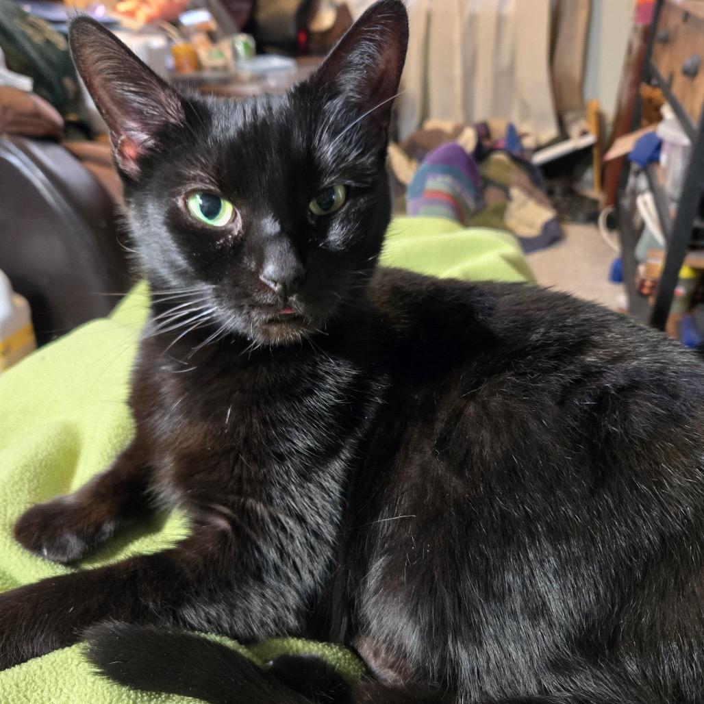 Enlarge Zola (fka Lola), a Adoptable Domestic Short Hair in Washington, DC image 4/6