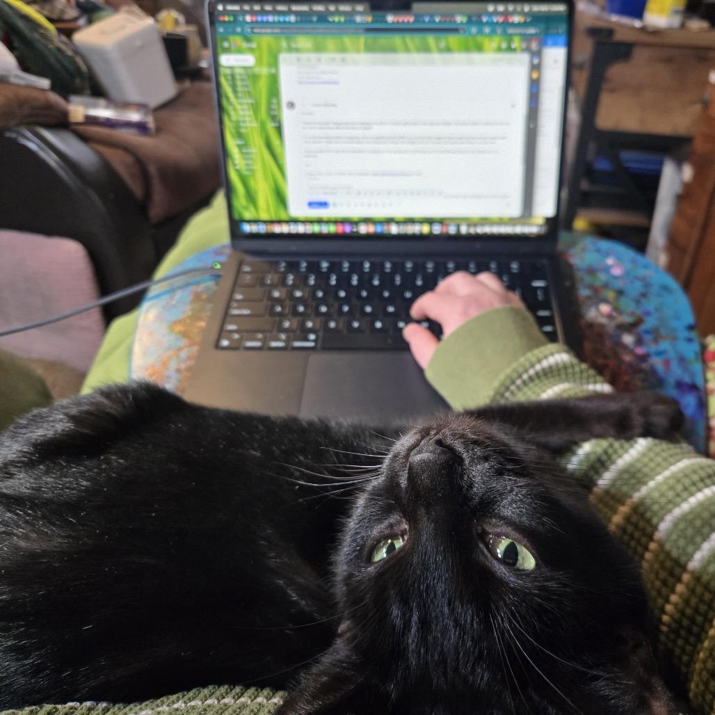 Enlarge Zola (fka Lola), a Adoptable Domestic Short Hair in Washington, DC image 5/6