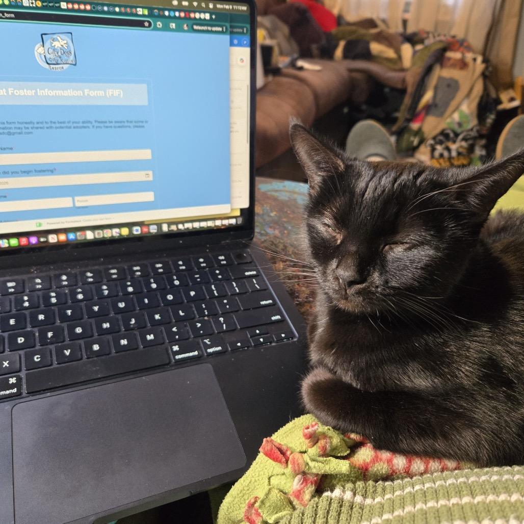 Enlarge Zola (fka Lola), a Adoptable Domestic Short Hair in Washington, DC image 6/6